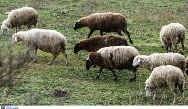 Πανεπιστήμιο Θεσσαλίας: Υπεύθυνη επιστημονική ενημέρωση για το μεγάλο πρόβλημα της ευλογιάς αιγοπροβάτων