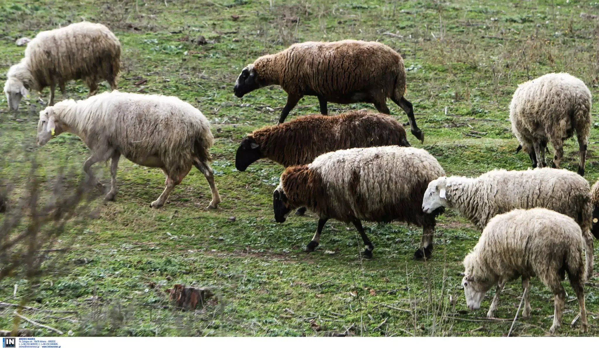 Πανεπιστήμιο Θεσσαλίας: Υπεύθυνη επιστημονική ενημέρωση για το μεγάλο πρόβλημα της ευλογιάς αιγοπροβάτων