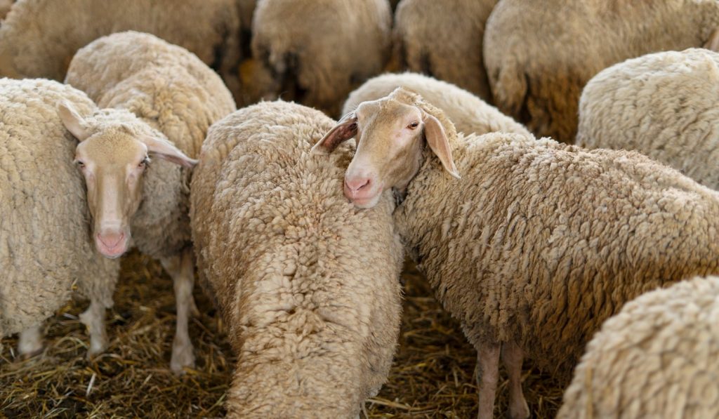 Επιβεβαιώθηκε κρούσμα ευλογιάς στην Ευρυτανία - Λήψη μέτρων από την Περιφέρεια