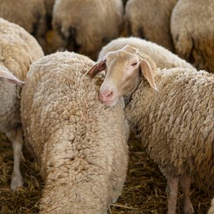 Επιβεβαιώθηκε κρούσμα ευλογιάς στην Ευρυτανία - Λήψη μέτρων από την Περιφέρεια