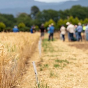 ΑΑΔΕ: Όλες οι απαντήσεις για την ψηφιακή έκδοση παραστατικών διακίνησης αποθεμάτων αγροτικών προϊόντων