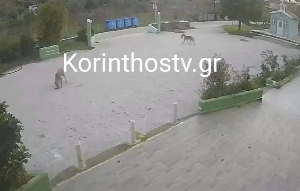 Λύκοι επιτέθηκαν σε αδέσποτα ζώα στο Σχίνο Λουτρακίου και τα κατασπάραξαν