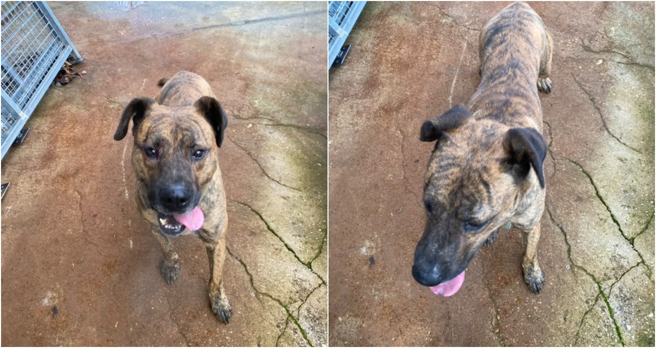 Βρέθηκε σκυλάκος στην περιοχή της Ταράτσας