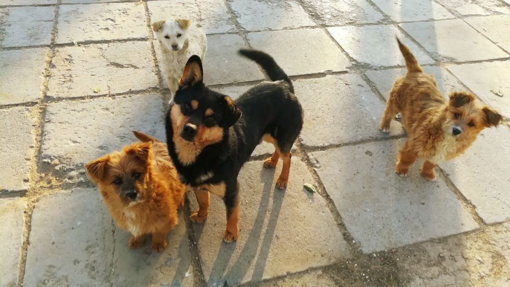 Προσοχή: Ρίχνουν φόλες σε Ηράκλεια και Μοσχοχώρι