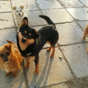 Προσοχή: Ρίχνουν φόλες σε Ηράκλεια και Μοσχοχώρι