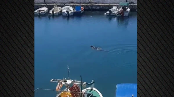 Η διάσημη φώκια της Λήμνου έκανε την επανεμφάνισή της - Δείτε βίντεο