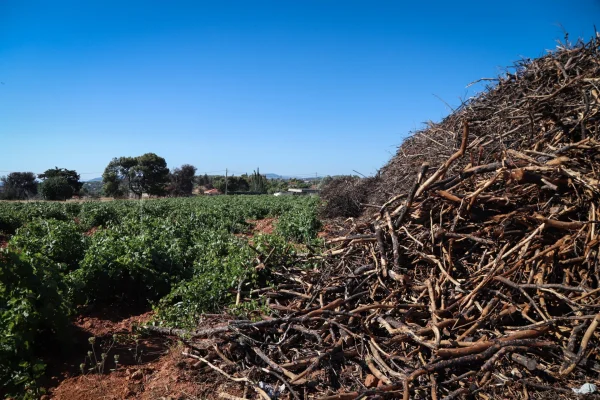 Καθαρισμός οικοπέδων: Υποχρεωτικός από την 1η Απριλίου – Οι διαδικασίες και τα πρόστιμα