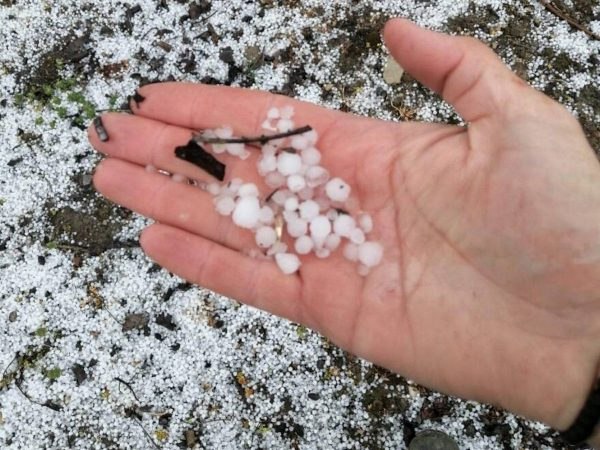 Το ‘στρωσε με χαλάζι στη Λάρισα - Μεγάλες καταστροφές στις φυστικιές
