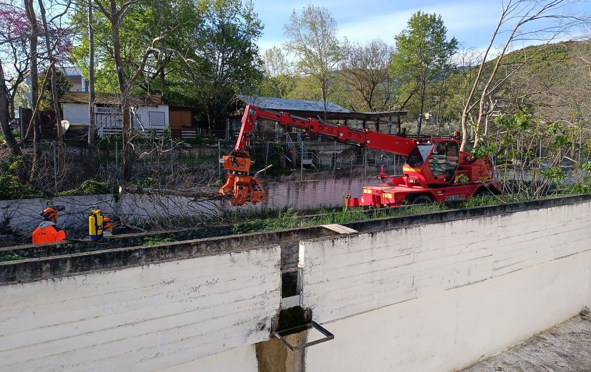 Απομάκρυνση μολυσμένων πλατάνων υπό την επίβλεψη του Αντιπεριφερειάρχη Ηλία Σανίδα.