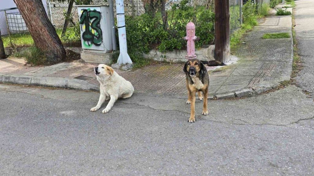 Επιθετικά αδέσποτα στην οδό Κισσάβου