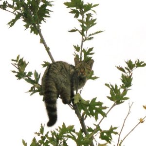 Αγριόγατα εντοπίστηκε δίπλα στον Σπερχειό ποταμό στη Φθιώτιδα - Δείτε φωτογραφίες