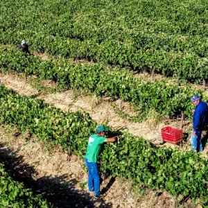 ΕΛΓΑ: Πληρωμές 161,4 εκατ. ευρώ σε αγρότες