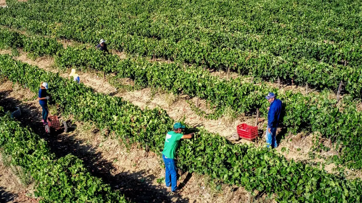 ΕΛΓΑ: Πληρωμές 161,4 εκατ. ευρώ σε αγρότες