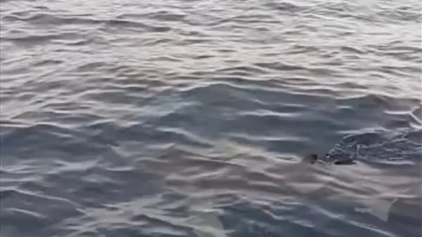 Κέρκυρα: Μεγάλος καρχαρίας πλησιάζει φουσκωτό – «Παναγία μου, τρέμω»