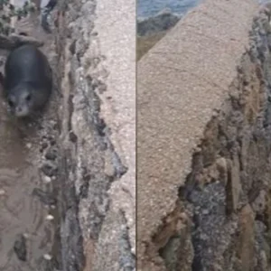 Aναπάντεχη επίσκεψη φώκιας στη Μύκονο: Βγήκε στην στεριά