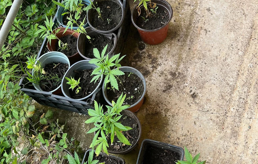 Συνελήφθη άνδρας στον Πύργο για καλλιέργεια και κατοχή ναρκωτικών: Κατασχέθηκαν 73 φυτά κάνναβης