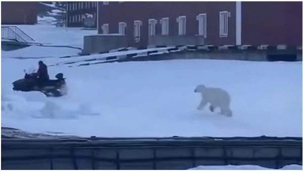 Νορβηγία: Άντρας ανέβηκε σε snowmobile για να σωθεί από πολική αρκούδα - Δείτε βίντεο