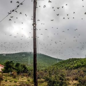 Ζάκυνθος: Λαθροκυνηγοί έστειλαν στο νοσοκομείο ορνιθολόγους από το ξύλο