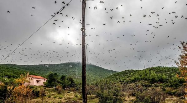 Ζάκυνθος: Λαθροκυνηγοί έστειλαν στο νοσοκομείο ορνιθολόγους από το ξύλο