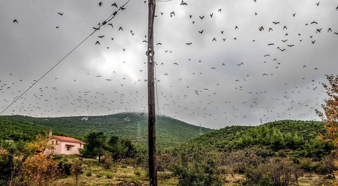 Ζάκυνθος: Λαθροκυνηγοί έστειλαν στο νοσοκομείο ορνιθολόγους από το ξύλο