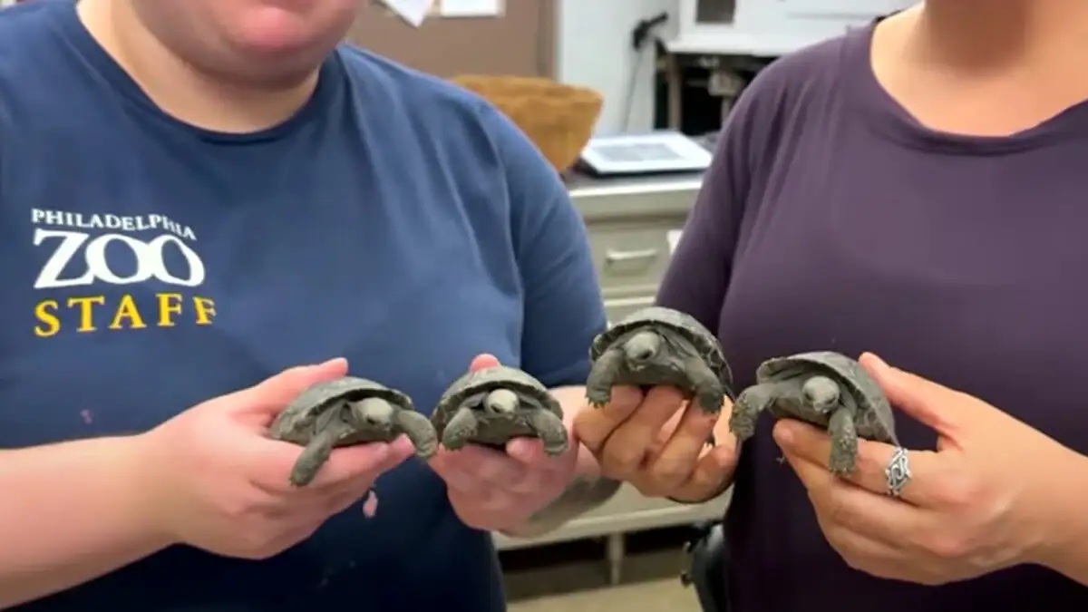 Χελώνες Γκαλαπάγκος που απειλούνται με εξαφάνιση  έγιναν για πρώτη φορά «γονείς» σε ηλικία σχεδόν 100 ετών