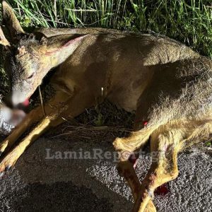 Φθιώτιδα: Επιχείρηση διάσωσης τραυματισμένου ζαρκαδιού (ΦΩΤΟ)