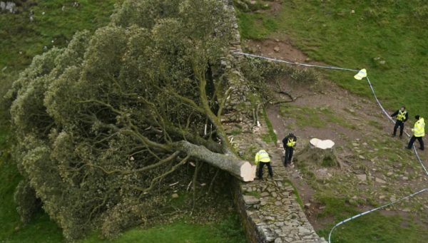 Βρετανία: Ένοχοι οι δύο άνδρες για την κοπή του «δέντρου του Ρομπέν των Δασών»