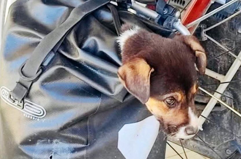 Διάσωση κουταβιού από τουρίστες στη Λαμία - Επείγουσα ανάγκη για φιλοξενία!