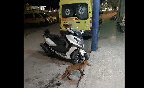 Λάρισα: Πεινασμένη αλεπού επισκέφθηκε τους εργαζόμενους στο ΕΚΑΒ και εκείνοι τη φρόντισαν με το παραπάνω (ΒΙΝΤΕΟ-ΦΩΤΟ)