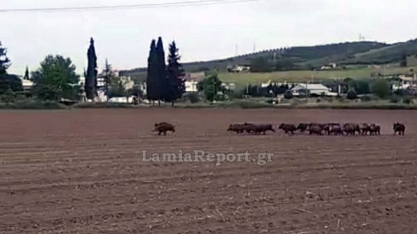 Λαμία: «Καλπάζοντας» στο χωράφι - Επιδρομή αγριογούρουνων δίπλα στη Λ. Καλυβίων (ΒΙΝΤΕΟ)