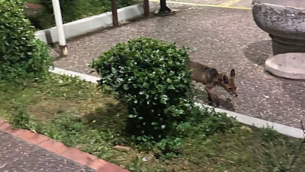 Βόλτα αλεπούς μέρα μεσημέρι στο Δημαρχείο και την πλατεία Διστόμου