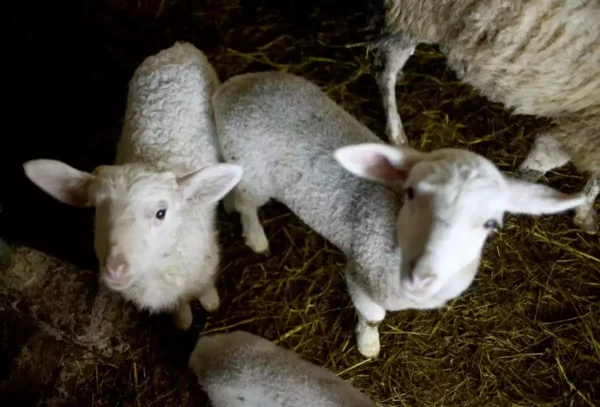 Δύο ζωοκλοπές εξιχνιάστηκαν στα Χανιά – Βρέθηκαν κρέατα και κουδούνια στην οικία του υπόπτου