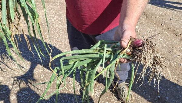 Πάνω από 500 στρέμματα καλλιεργειών καταστράφηκαν σε Θεσπιές και Νεοχώρι