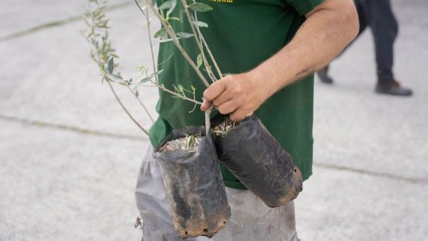 Δράση δεντροφύτευσης σήμερα στο Δομοκό