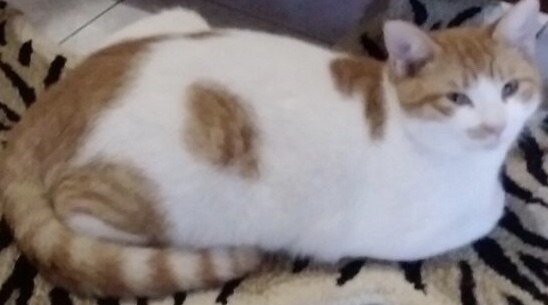 Χάθηκαν γατάκια στη Λαμία