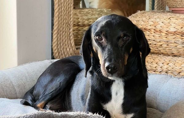 Ψάχνουμε ακόμη την Κάλι στη Ροδίτσα!