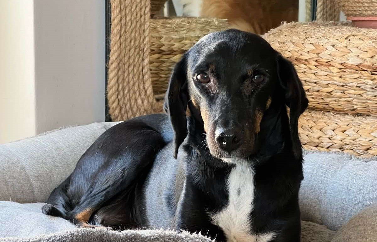 Ψάχνουμε ακόμη την Κάλι στη Ροδίτσα!