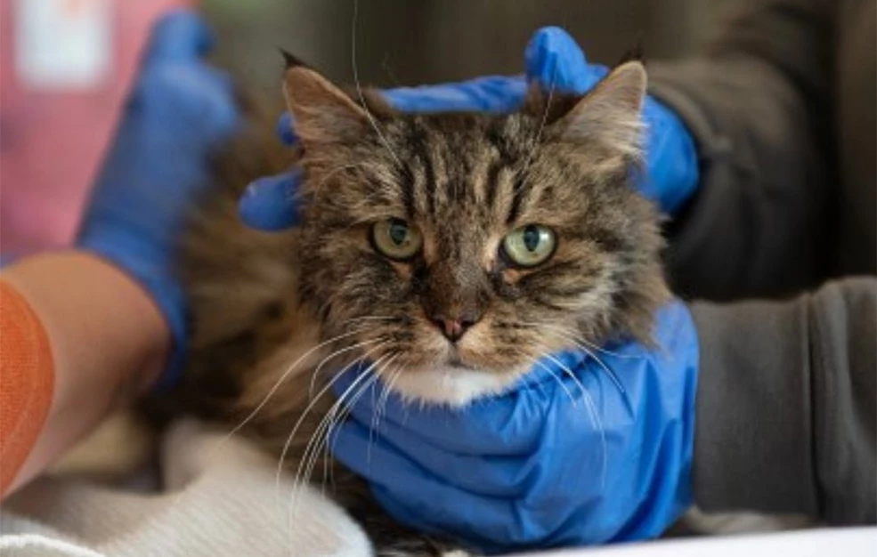 Γάτα επέζησε από πτώση σε φαράγγι 115 μέτρων – Σκοτώθηκε το ζευγάρι