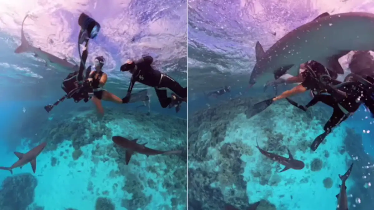 Αυστραλία: Η τρομακτική στιγμή που καρχαρίες επιτίθενται σε δύτες – Προσπάθησαν να τους «κλέψουν την ψαριά»