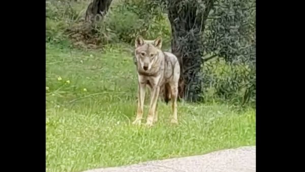 Λύκος κάνει βόλτες δίπλα στα σπίτια στο Πανόραμα Δροσιάς Χαλκίδας (ΒΙΝΤΕΟ)