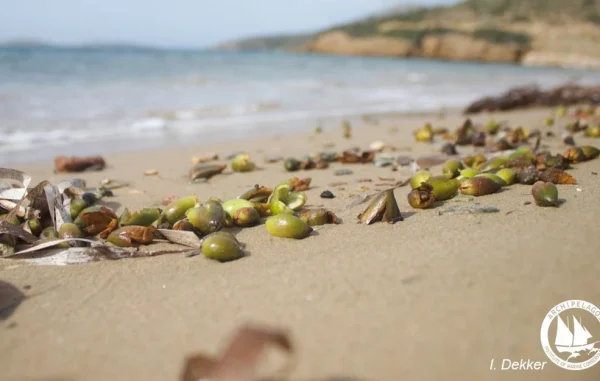 Το σπάνιο φαινόμενο στις ελληνικές παραλίες – Τι να κάνετε αν δείτε αυτούς τους καρπούς