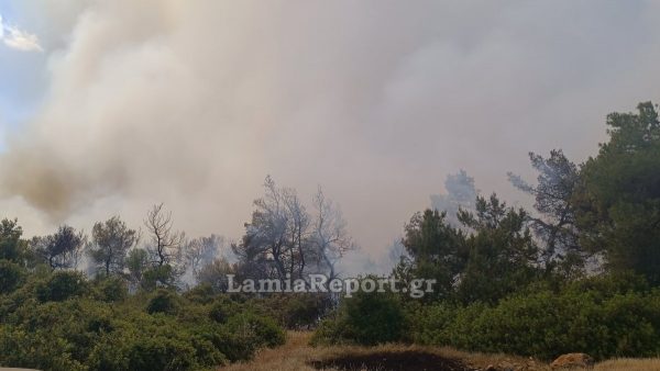 Σε γενική επιφυλακή οι Π.Υ. της Στερεάς για την μεγάλη πυρκαγιά στη Ριτσώνα (ΒΙΝΤΕΟ)