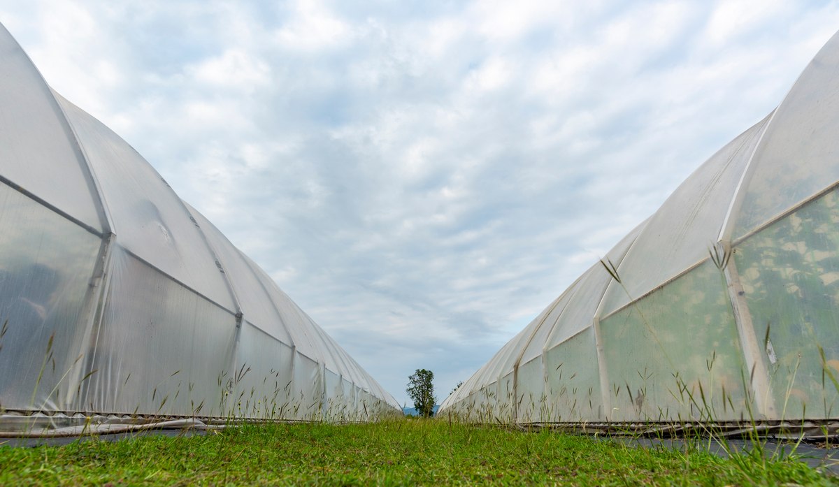Αιτήσεις στήριξης επενδύσεων εκσυγχρονισμού και κατασκευής θερμοκηπίων 7 προσπελάσιμων στεγάστρων