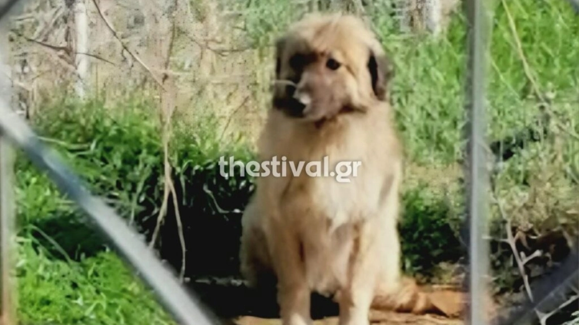 Ξάνθη: Μαθητές δημοτικού σχολείου υιοθέτησαν τον κακοποιημένο σκύλο Φοίνικα