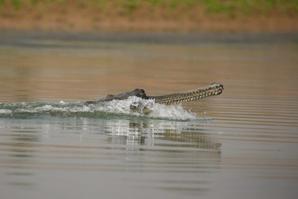 Ινδονησία: Κροκόδειλος σκότωσε 17χρονο που ψάρευε σε ποτάμι – Κουβαλούσε για ώρες τη σορό του, δείτε βίντεο