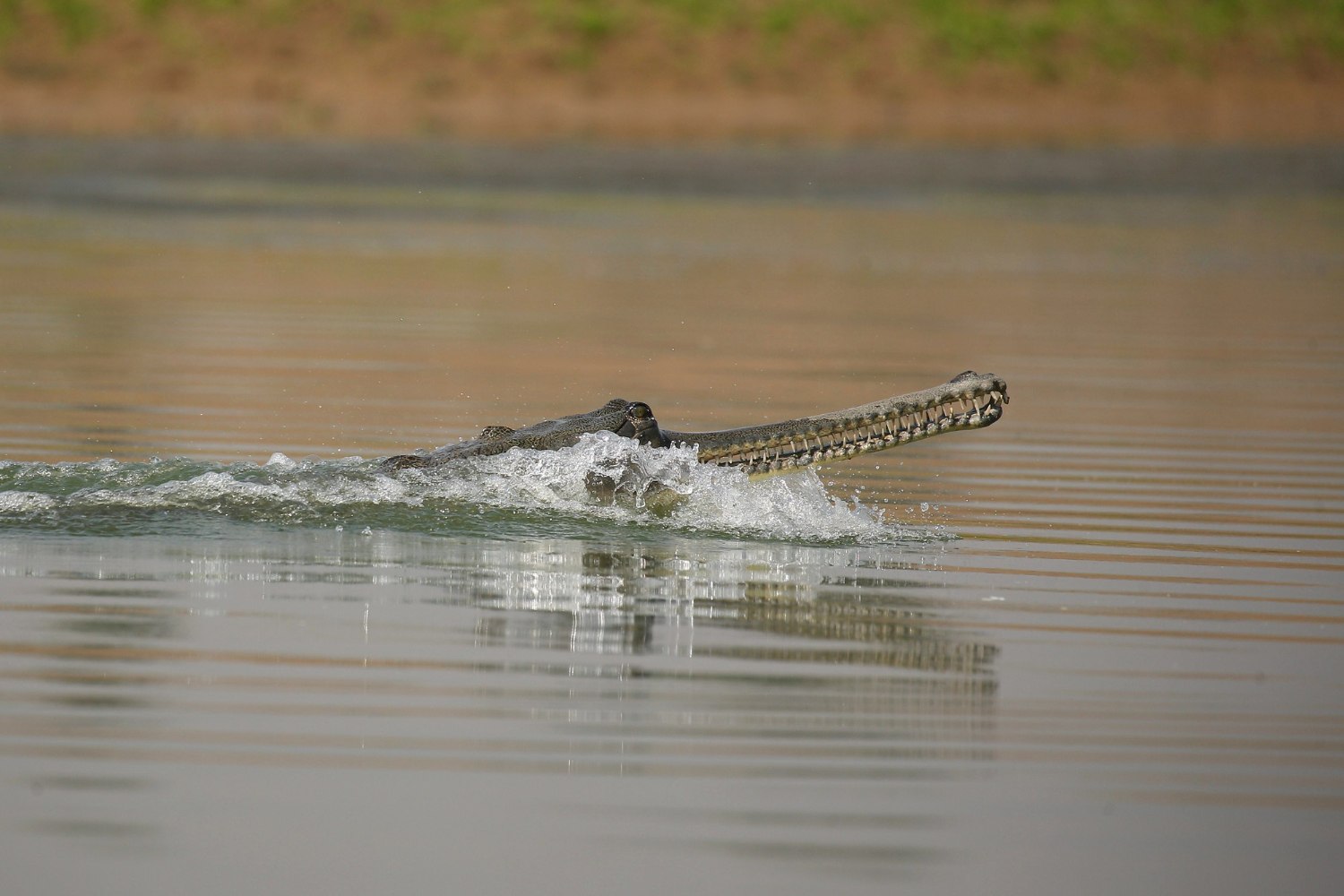 Ινδονησία: Κροκόδειλος σκότωσε 17χρονο που ψάρευε σε ποτάμι – Κουβαλούσε για ώρες τη σορό του, δείτε βίντεο