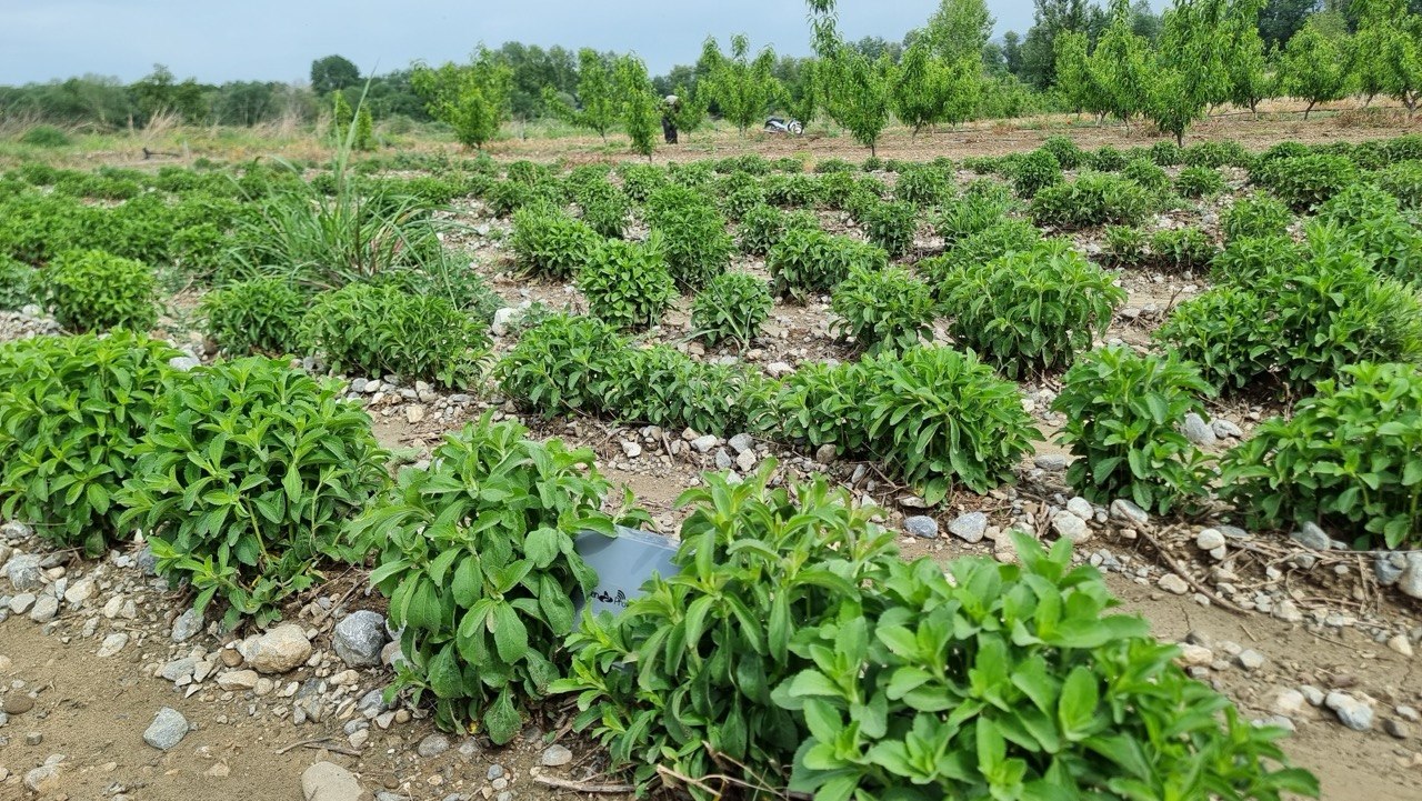 Παραγωγή βέλτιστης ποιότητας και υψηλής προστιθέμενης αξίας ελληνικής στέβιας με σκοπό την αύξηση της ανταγωνιστικότητας της στις διεθνείς αγορές