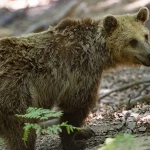Νυμφαίο: Έπεσαν σε χειμέριο λήθαργο οι αρκούδες του Αρκτούρου