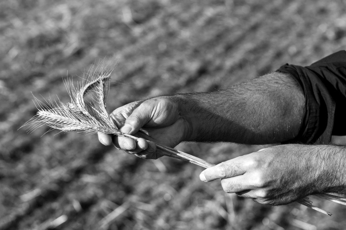 Αγροτρομοκρατία: Ο βιολογικός εφιάλτης που φέρνει ΗΠΑ-Κίνα στα άκρα – Πώς ένας μύκητας έγινε όπλο