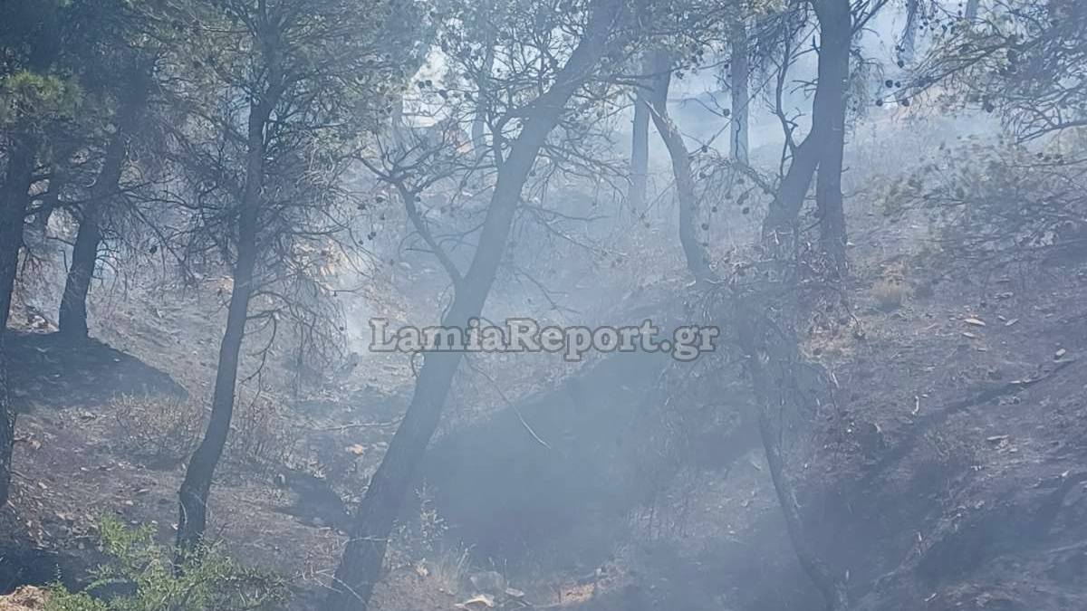 Δασική πυρκαγιά στα Δερβενοχώρια (ΦΩΤΟ)